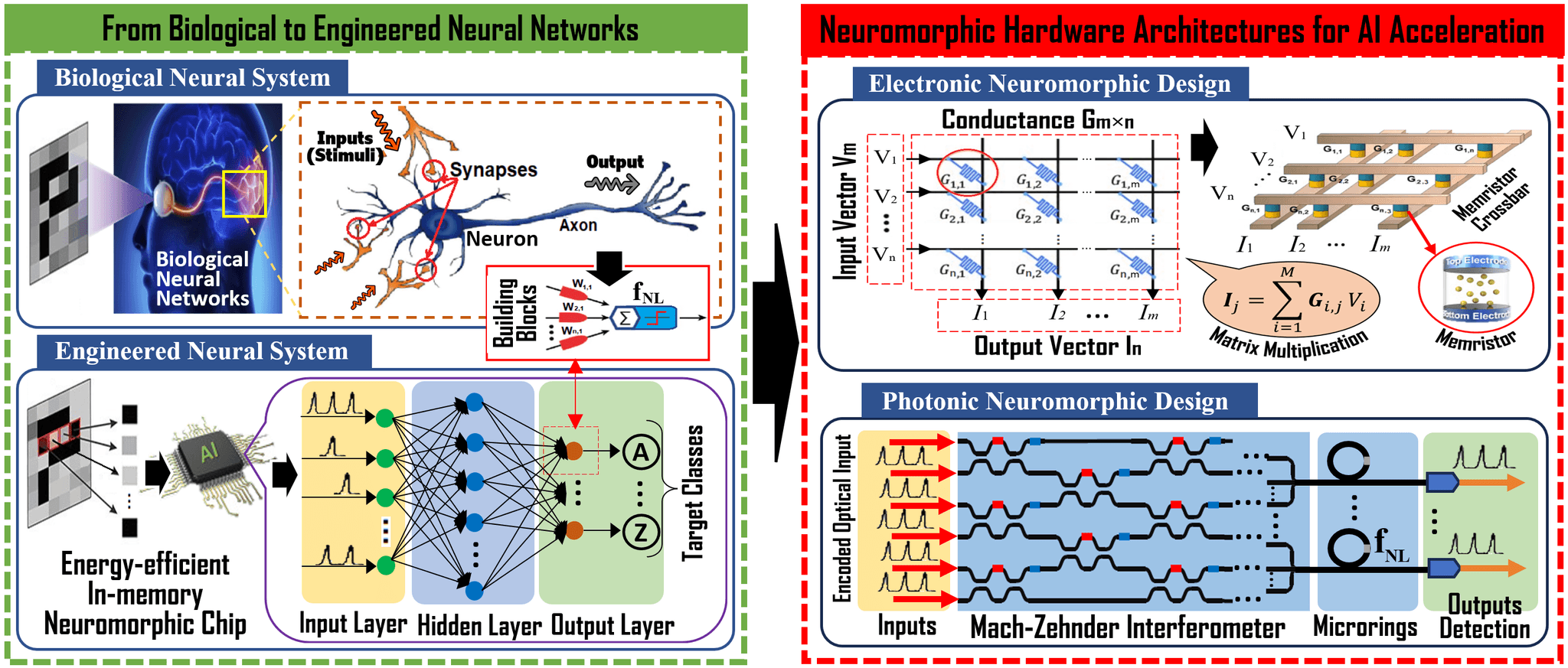 Bridging Biological Intelligence with Neuromorphic Hardware for AI Acceleration